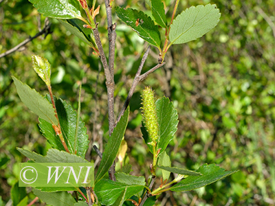Bog Birch (Betula pumila)